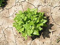 Tetragone - Tetragonia expansa (fam Aizoacees) (00) (Photo F. Mrugala)